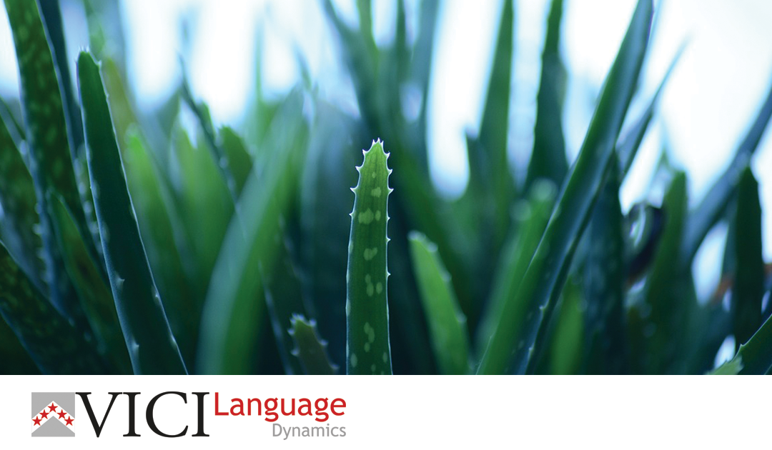 Can a small aloe vera farm profit from overcoming language barriers?